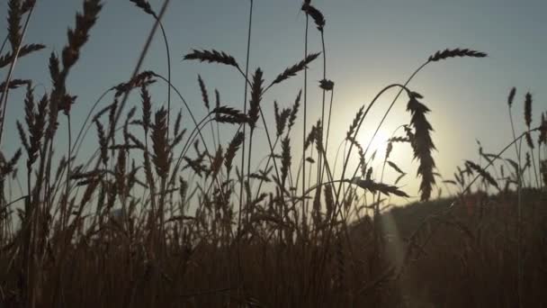 Campo de trigo en una granja agrícola. Cosecha con espigas de trigo al atardecer en verano. Alimentación, agricultura, industria rural. — Vídeo de stock