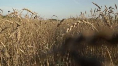 Bir tarım çiftliğinde buğday tarlası. Yazın gün batımında buğday kulaklarıyla hasat et. Gıda, tarım, kırsal sanayi konsepti.