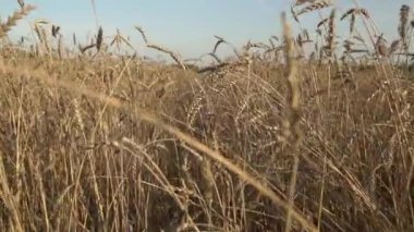 Bir tarım çiftliğinde buğday tarlası. Yazın gün batımında buğday kulaklarıyla hasat et. Gıda, tarım, kırsal sanayi konsepti.