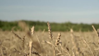 Bir tarım çiftliğinde buğday tarlası. Yazın gün batımında buğday kulaklarıyla hasat et. Gıda, tarım, kırsal sanayi konsepti.