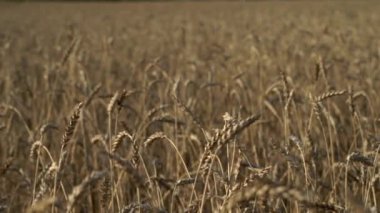 Bir tarım çiftliğinde buğday tarlası. Yazın gün batımında buğday kulaklarıyla hasat et. Gıda, tarım, kırsal sanayi konsepti.