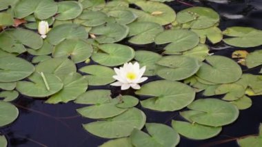 Göl suyunun yüzeyindeki nilüfer. Çiçek açan güzel bir nemfoman ya da nilüfer çiçeği ılık yaz havasında durgun suda sallanır. Rahatla, doğa konsepti videosu.
