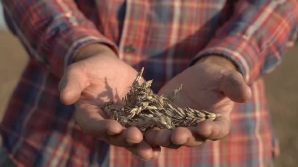 Contadino con il grano in mano. Pere fresche raccolte durante il raccolto estivo in un'azienda agricola. — Video Stock