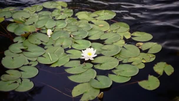 Lotus à la surface de l'eau du lac. Une belle fleur de nymphée ou de lotus fleurit sur l'eau calme par temps chaud de l'été. Détendez-vous, concept vidéo nature. — Video