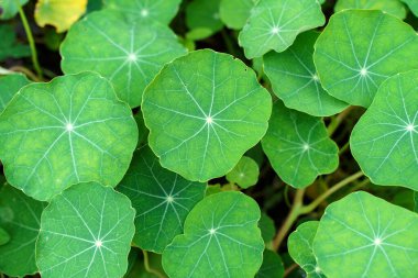 Nasturtium çiçekleri. Yazın çiçek tarhında yeşil nasturtiyum yaprakları.