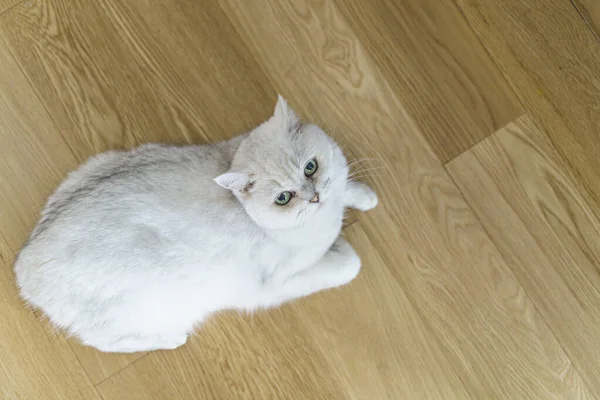 Gato no chão laminado. Parquete de madeira ou piso laminado na sala de estar com um gato branco deitado. — Fotografia de Stock