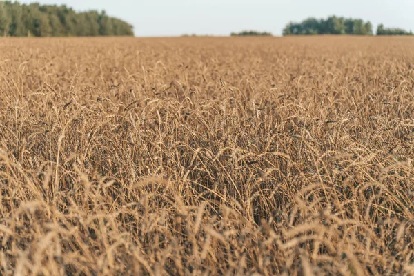 Campo de trigo no verão ao pôr-do-sol. Orelhas maduras de trigo na fazenda durante a colheita de verão. Conceito de agricultura, cereais e natureza ecológica. — Fotografia de Stock
