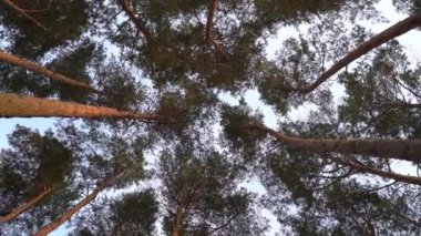 Yaz çamı ormanı. Ormandaki ağaç gövdeleri sabah gökyüzünün arka planına karşı. Yüksek kaliteli FullHD görüntüler