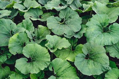 Karanlık orman geçmişi. Tropikal ormanlarda yetişen yabani burdock bitkilerinin büyük yeşil yaprakları. Orman, doğa, ekoloji konsepti.