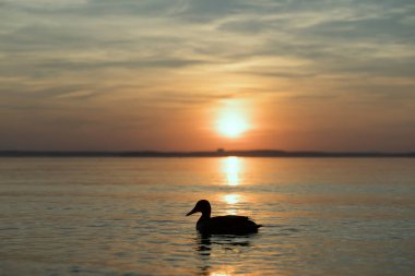 Yaz günbatımında göl ve güzel akşam gökyüzü. Orman gölündeki ördekler