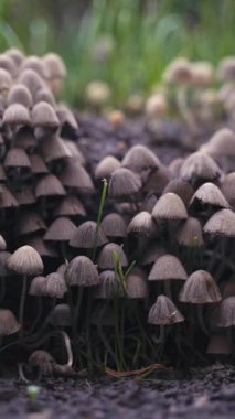 Yaz ormanında orman mantar kümesi. Nemli topraktan yetişen yoğun bir vahşi mantar kümesi doğal büyümeyi, orman ekolojisini ve orman yaşamının gizli güzelliğini simgeliyor..