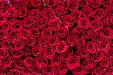 Kırmızı Gül Tomurcukları Arkaplanı. Romantik çiçek dokusu. Yüksek kalite fotoğraf