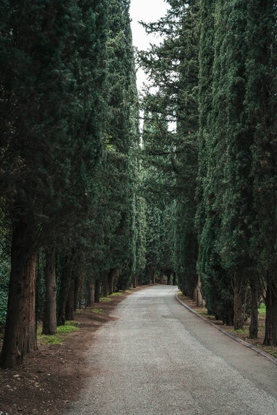 Cypress Alley in a Green Park. High quality photo
