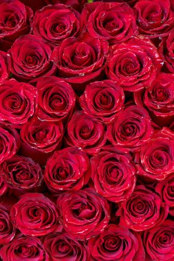 Kırmızı Gül Tomurcukları Arkaplanı. Romantik çiçek dokusu. Yüksek kalite fotoğraf