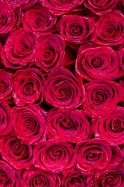 Kırmızı Gül Tomurcukları Arkaplanı. Romantik çiçek dokusu. Yüksek kalite fotoğraf