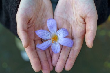 Elinde Safran Çiçeği. Doğal Güzellik Özü. Yüksek kalite fotoğraf