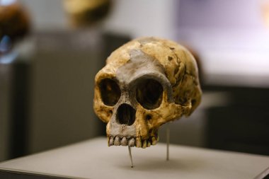 Tiflis, Gürcistan - 19 Şubat 2026 Homo Floresiensis Fossil Skull Arkeoloji Müzesinde sergileniyor. Yüksek kalite fotoğraf