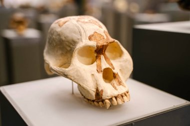 Tiflis, Gürcistan - 19 Şubat 2026 Australopithecus africanus Fossil Skull Müze Sergisi 'nde sergileniyor. Yüksek kalite fotoğraf