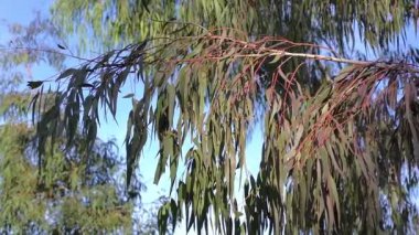 Doğal Kozmetik ve Aromaterapi Konseptleri için taze okaliptüs dalları. Yüksek kaliteli FullHD görüntüler