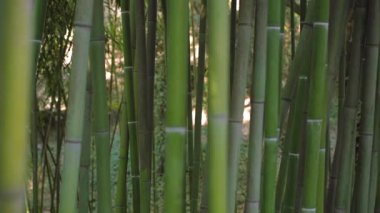 Yeşilli yeşil bambu korusu rüzgarda usulca sallanıyor. Yüksek kaliteli FullHD görüntüler