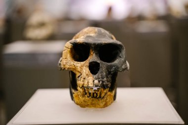 Tiflis, Gürcistan - 19 Şubat 2026 Ardipithecus Ramidus Fosil Kafatası Ardi Müze Sergisi 'nde sergileniyor. Yüksek kalite fotoğraf