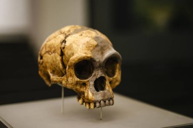 Tiflis, Gürcistan - 19 Şubat 2026 Homo Floresiensis Fossil Skull Arkeoloji Müzesinde sergileniyor. Yüksek kalite fotoğraf