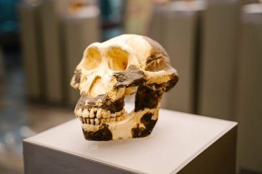 Tiflis, Gürcistan - 19 Şubat 2026 Australopithecus afarensis Fossil Skull Lucy Müze Sergisi 'nde sergileniyor. Yüksek kalite fotoğraf