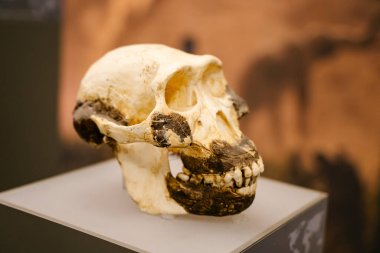 Tiflis, Gürcistan - 19 Şubat 2026 Australopithecus afarensis Fossil Skull Lucy Müze Sergisi 'nde sergileniyor. Yüksek kalite fotoğraf