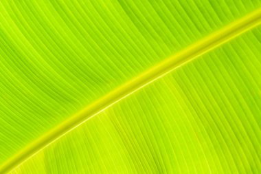 Güneşte parlayan bir büyük muz yaprak