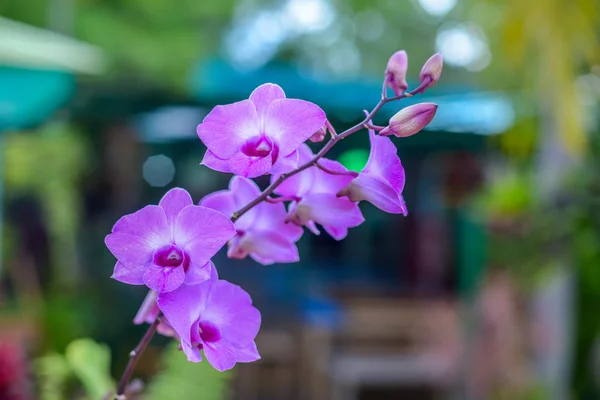 Orquídea rosa y fondo Bokeh Fotos de stock