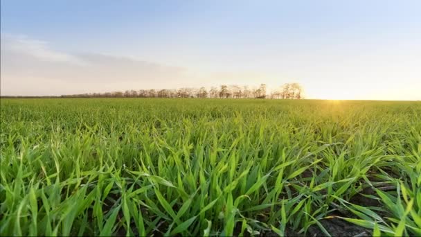 Campo de trigo natural, movimiento de cámara a un lado. Primer plano de los tallos de brotes verdes. Campo de trigo joven fresco en el sol claro — Vídeos de Stock