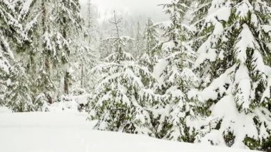 Ağaç dallarında güzel pofuduk kar. Ladin dallarından kar çok güzel yağıyor. Kış masalı, kar altındaki ağaçlar. Kar yağışı görüntüsü