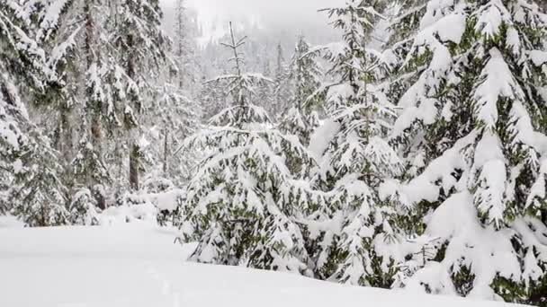 Hermosa nieve esponjosa en las ramas de los árboles. Nieve cae maravillosamente de las ramas de abeto. Cuento de hadas de invierno, árboles en cautiverio de nieve. Vídeo de imágenes de invierno nevando — Vídeo de stock