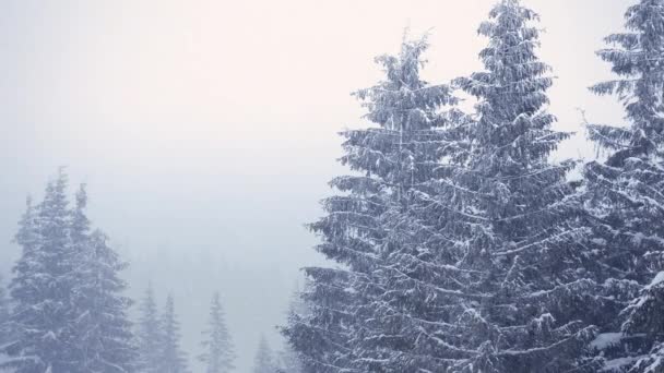 Belle neige moelleuse sur les branches des arbres. La neige tombe magnifiquement des branches d'épinette. Conte de fées d'hiver, arbres en captivité de neige. Vidéo de neige d'hiver — Video