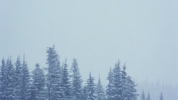 Piękny puszysty śnieg na gałęziach drzew. Śnieg pięknie pada z gałęzi świerku. Zimowa bajka, drzewa w niewoli śniegu. Snowing zimowy materiał wideo — Wideo stockowe