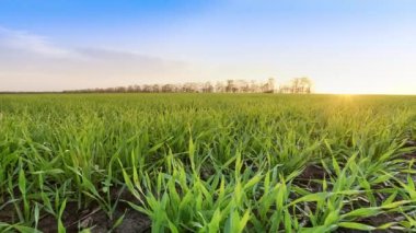 Doğal buğday tarlası, yana doğru kamera hareketi. Yeşil filiz saplarına yakın çekim. Günışığı altında taze buğday tarlası