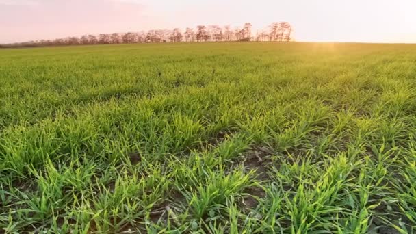 Natural wheat field, camera movement to the side. Close-up on Green sprout stalks. Fresh young wheat field in the light sun — Stock Video