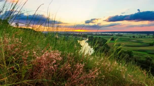 Bel tramonto soleggiato o paesaggio di campagna all'alba. Nuvole di piccoli insetti che volano sopra erba verde prato selvatico, piante e fiori in morbida luce solare calda indietro. — Video Stock