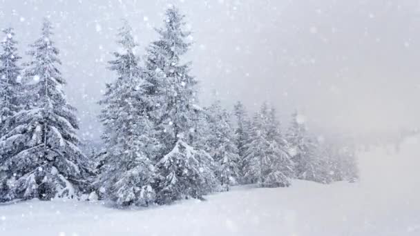 Hermosa nieve esponjosa en las ramas de los árboles. Nieve cae maravillosamente de las ramas de abeto. Cuento de hadas de invierno, árboles en cautiverio de nieve. Vídeo de imágenes de invierno nevando — Vídeos de Stock