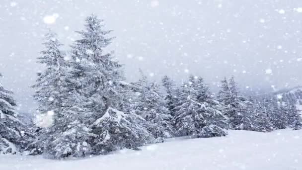 Красивый пушистый снег на ветвях деревьев. С еловых ветвей красиво падает снег. Зимняя сказка, деревья в снежном плену. Снег зимой видео — стоковое видео