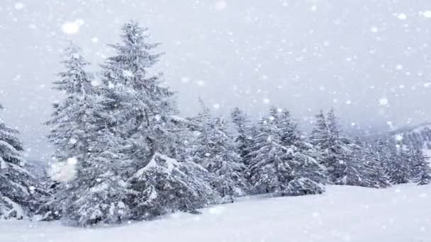 Bella neve soffice sui rami degli alberi. La neve cade splendidamente dai rami di abete rosso. Fiaba invernale, alberi in cattività di neve. Snowing video riprese invernali — Video Stock