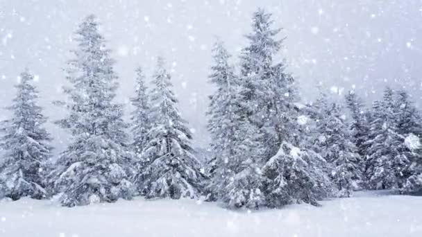 树枝上美丽的绒毛雪。雪从云杉树枝上美丽地落下.冬天的童话，雪地里的树。滑行的冬季录像 — 图库视频影像