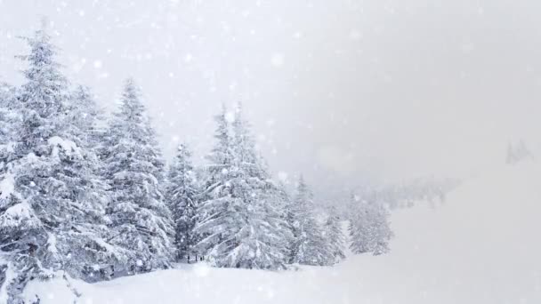 Vacker fluffig snö på trädgrenar. Snö faller vackert från grangrenarna. Vintersaga, träd i snöfångenskap. Snövit vintervideo — Stockvideo