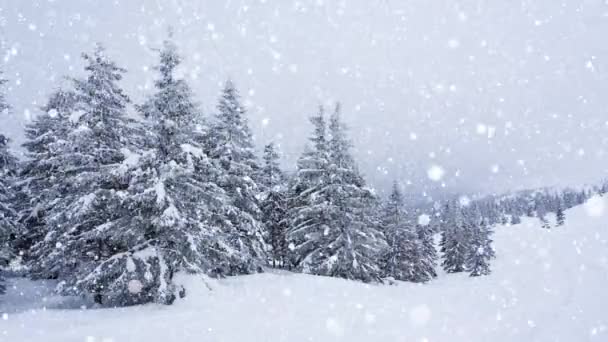 Piękny puszysty śnieg na gałęziach drzew. Śnieg pięknie pada z gałęzi świerku. Zimowa bajka, drzewa w niewoli śniegu. Snowing zimowy materiał wideo — Wideo stockowe