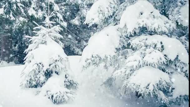 树枝上美丽的绒毛雪。雪从云杉树枝上美丽地落下.冬天的童话，雪地里的树。滑行的冬季录像 — 图库视频影像