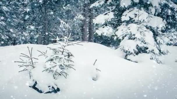 Gyönyörű bolyhos hó a faágakon. A hó gyönyörűen hullik a lucfenyő ágairól. Téli tündérmese, hófogságban lévő fák. Havazás téli felvételek videó — Stock videók