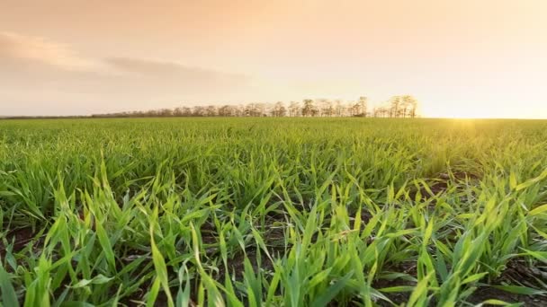 Natural wheat field, camera movement to the side. Close-up on Green sprout stalks. Fresh young wheat field in the light sun — Stock Video