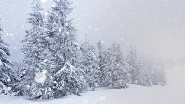 Hermosa nieve esponjosa en las ramas de los árboles. Nieve cae maravillosamente de las ramas de abeto. Cuento de hadas de invierno, árboles en cautiverio de nieve. Vídeo de imágenes de invierno nevando — Vídeos de Stock