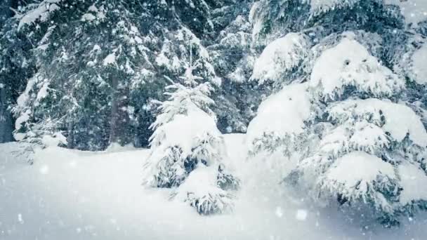 Hermosa nieve esponjosa en las ramas de los árboles. Nieve cae maravillosamente de las ramas de abeto. Cuento de hadas de invierno, árboles en cautiverio de nieve. Vídeo de imágenes de invierno nevando — Vídeo de stock