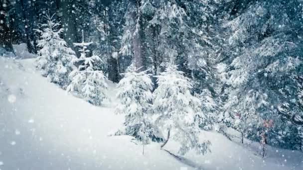 나무 가지에는 솜털로 덮인 아름다운 눈이 내리고. 가문비나무 가지에서 눈 이 아름답게 떨어진다. 겨울 동화, 눈에 갇힌 나무들. 눈내리는 겨울 영상 — 비디오